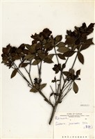 藏品(山黃梔)的圖片